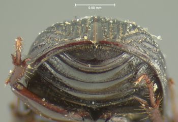 Media type: image;   Entomology 3735 Aspect: pygidium